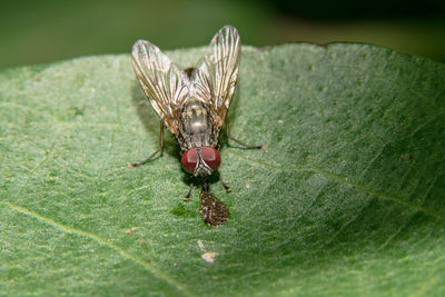 Macro shot of housefly on green leaf