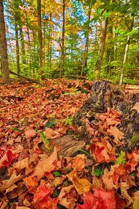 Autumn leaves on tree trunk