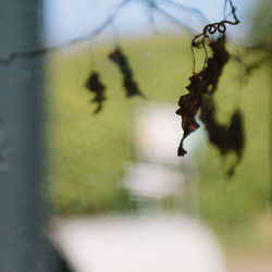 Close-up of water drop on tree