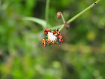 Close-up of insect pollinating on flower