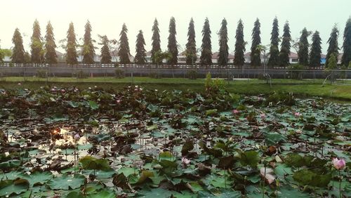 Scenic view of flowering plants and trees on field against sky