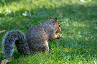 Squirrel eating food on field