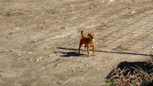 High angle view of dog standing on land