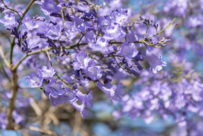 Close-up of purple flowering tree