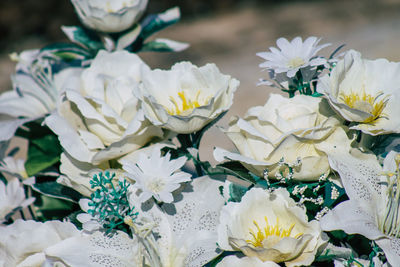 Close-up of white flowering plant