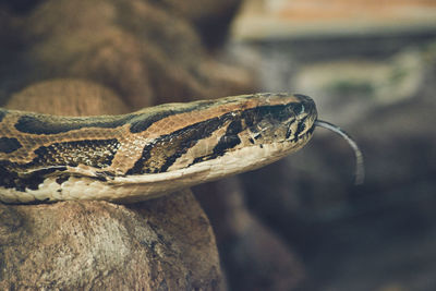 Close-up of lizard on rock