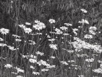 Close-up of flowers blooming on field