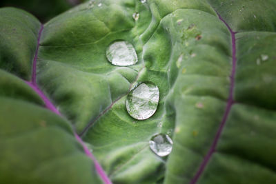 Close-up of raindrops on leaves