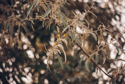 Close-up of wilted plant