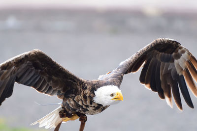 Bald eagle in flight 