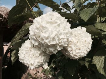 Close-up of white flowers