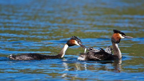 Ducks swimming in lake