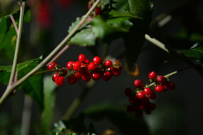 Close-up of red berries growing on tree