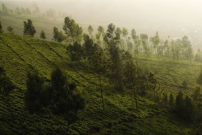 Scenic view of trees on field against sky