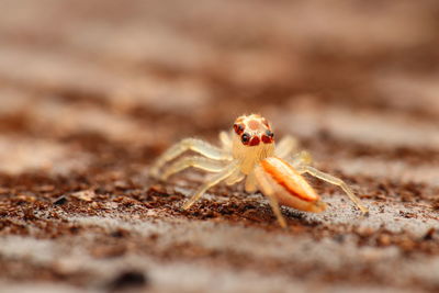 Close-up of spider on sand