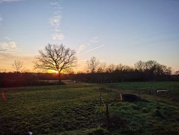 Bare trees on field against sky during sunset
