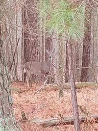 View of a horse in the forest