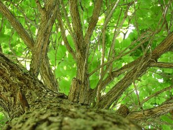 Low angle view of trees in forest