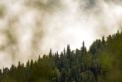 Low angle view of trees in forest against sky