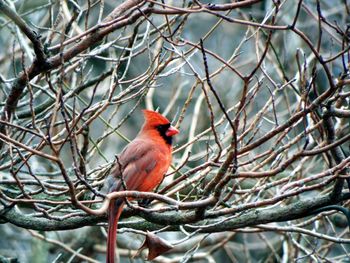 Northern cardinal perching on branch