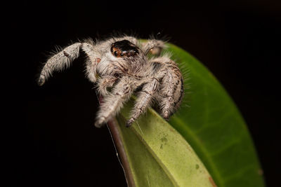 Close-up of spider on leaf against black background