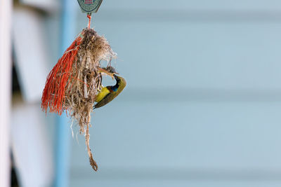 Close-up of bird feeder