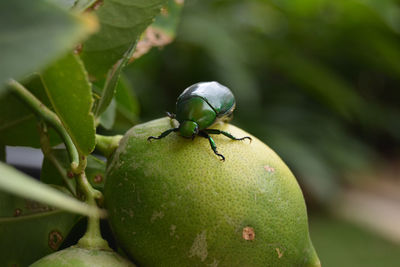 Close-up of insect on fruit