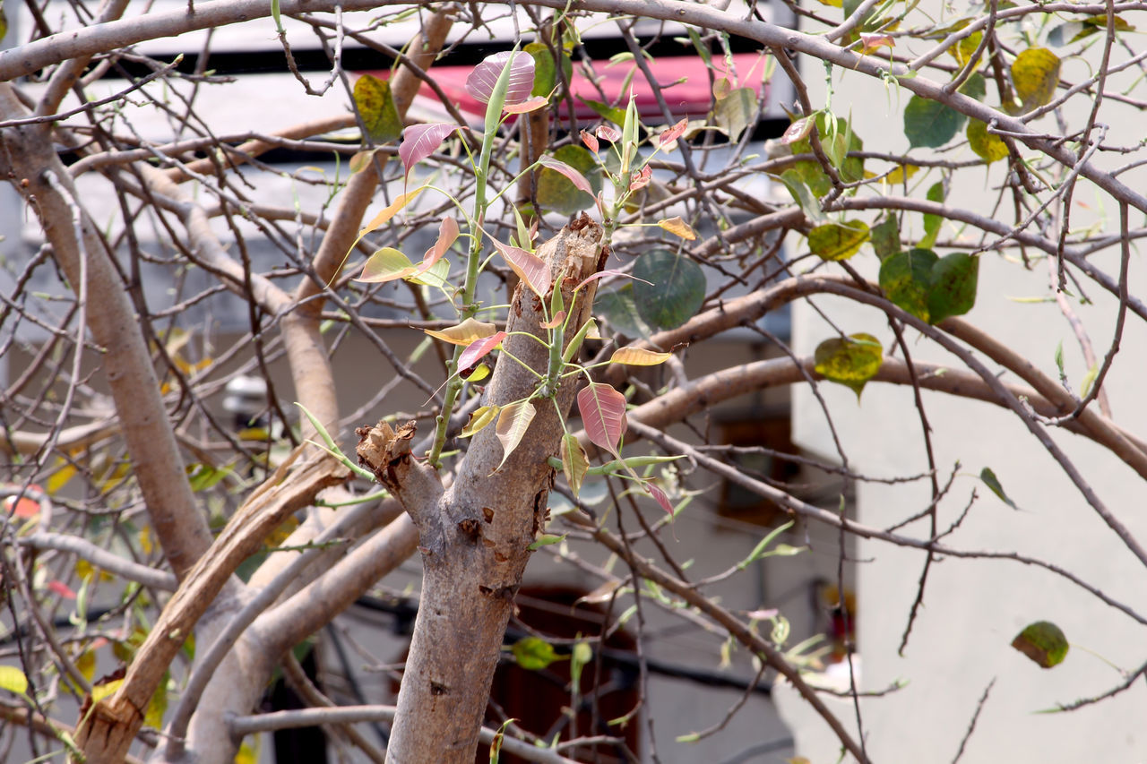 LOW ANGLE VIEW OF PLANTS ON BRANCH