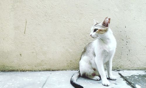 Cat lying on wall