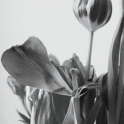 Close-up of flowering plant against white background