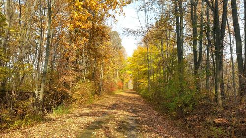 Footpath passing through forest