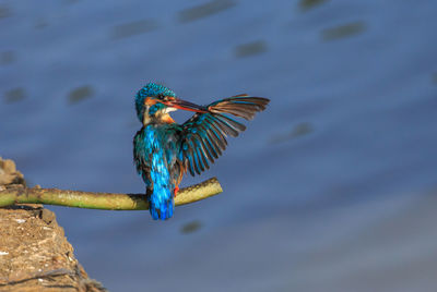 Close-up of bird perching over lake