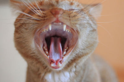 Red-striped young cat with wide open mouth.