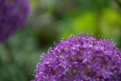 Close-up of pink flowers