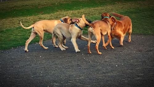 Dogs on horses