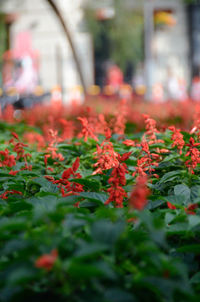 Close-up of leaves on plant