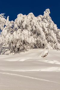 Trees covered in snow