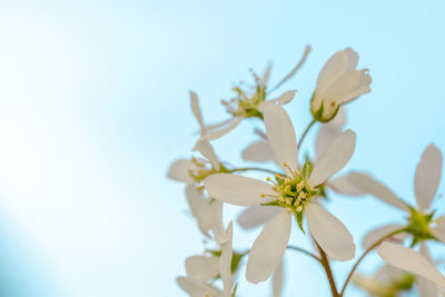 Close-up of white cherry blossoms against clear sky