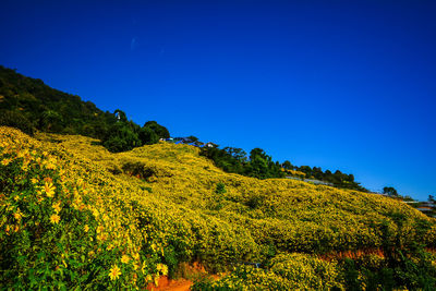 Scenic view of landscape against clear blue sky