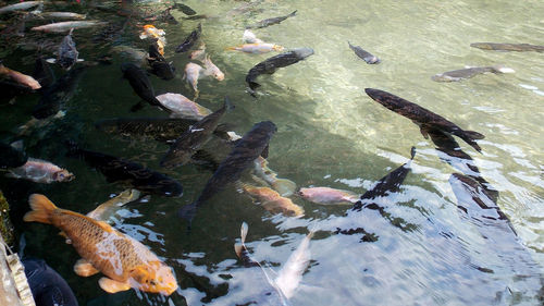 High angle view of fish swimming in sea
