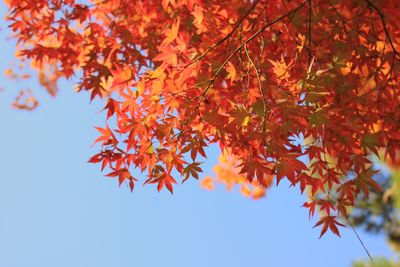 Low angle view of maple leaves