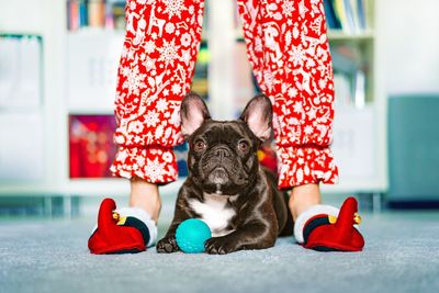 Portrait of french bulldog dog with his owner in christmas costume at home