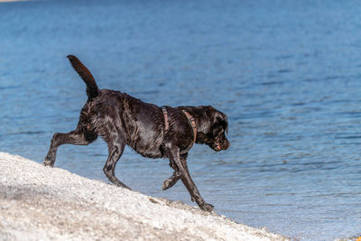 Dog standing on beach