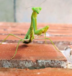 Close-up of insect on leaf