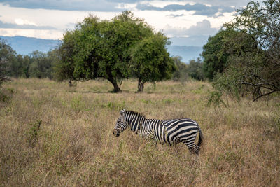 Zebra standing on field