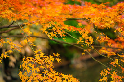 Close-up of yellow maple leaves against blurred background