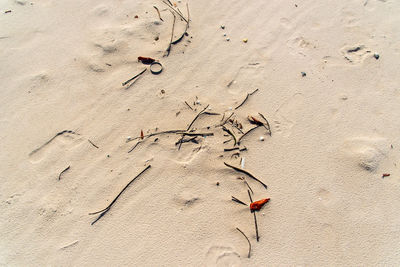 Beach sand filled frame with rocks and twigs. guaibim beach in the city of valenca, bahia, brazil.