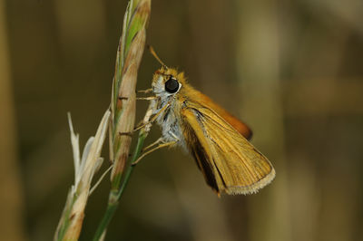 Close-up of butterfly