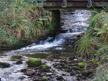 Stream flowing through rocks in forest