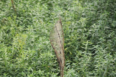 Close-up of insect on plant